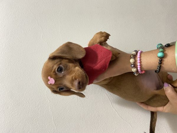 FILHOTE DE SALSICHA CARAMELO MINI