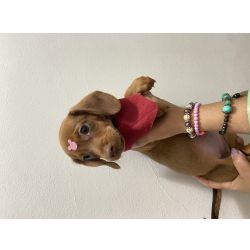 Dachshund FILHOTE DE SALSICHA CARAMELO MINI S�o Paulo Cotia