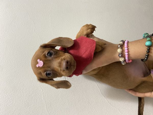 FILHOTE DE SALSICHA CARAMELO MINI