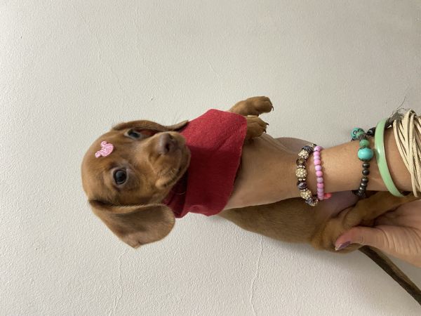 FILHOTE DE SALSICHA CARAMELO MINI