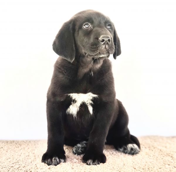 Mastins Espanhois Puros com LOP