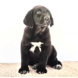 Mastim Espanhol Mastins Espanhois Puros com LOP Santar�m Santar�m