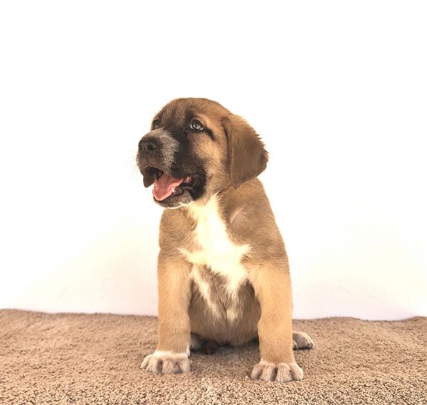 Mastins Espanhois Puros com LOP