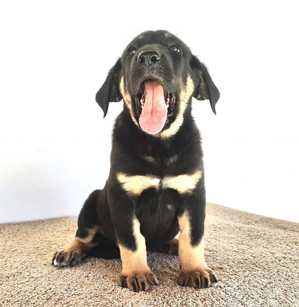 Mastins Espanhois Puros com LOP