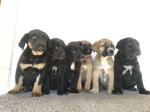 Mastins Espanhois Puros com LOP