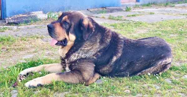 Mastins Espanhois Puros com LOP