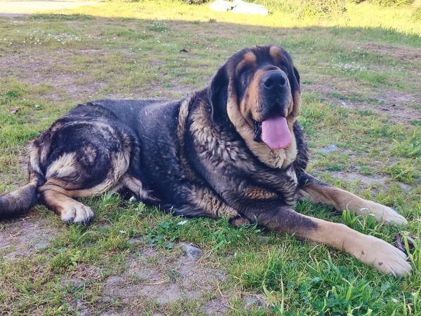 Mastins Espanhois Puros com LOP