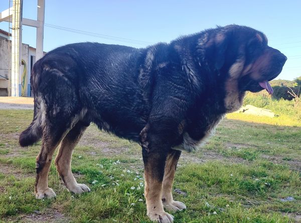 Mastins Espanhois Puros com LOP