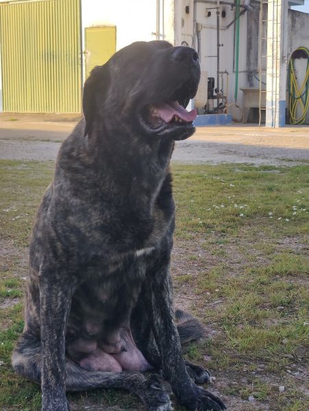 Mastins Espanhois Puros com LOP