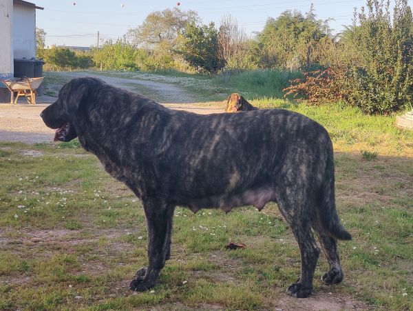 Mastins Espanhois Puros com LOP