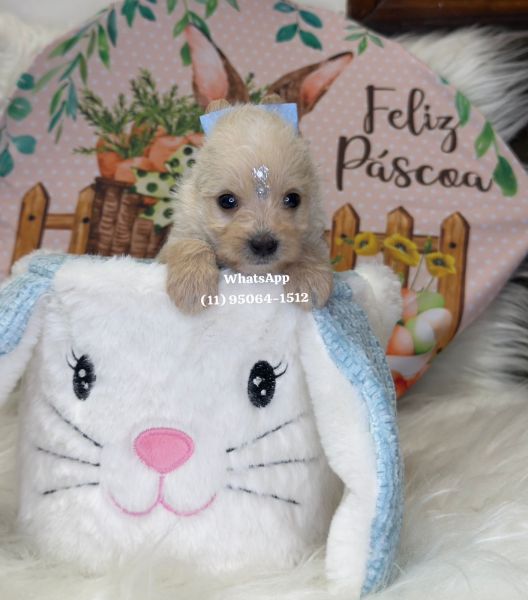 Yorkshire macho Goldust