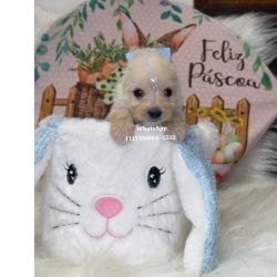 Yorkshire Terrier Yorkshire macho Goldust S�o Paulo Osasco