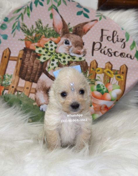 Yorkshire macho Goldust