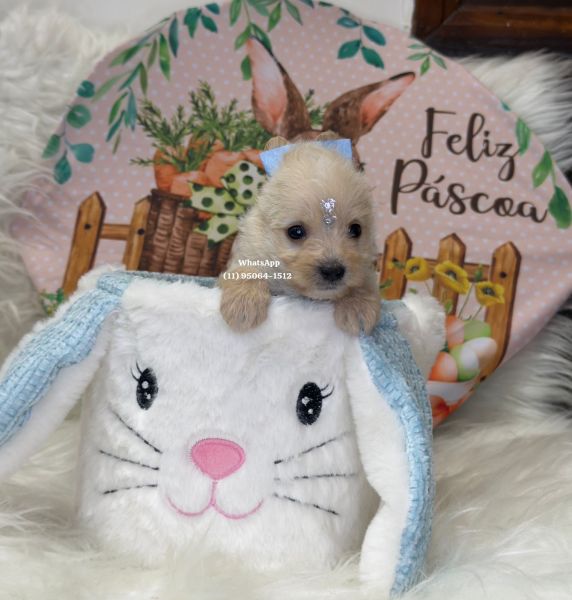 Yorkshire macho Goldust