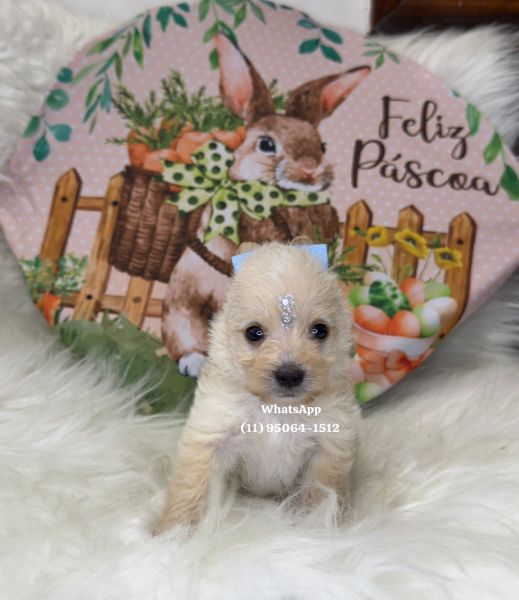 Yorkshire macho Goldust