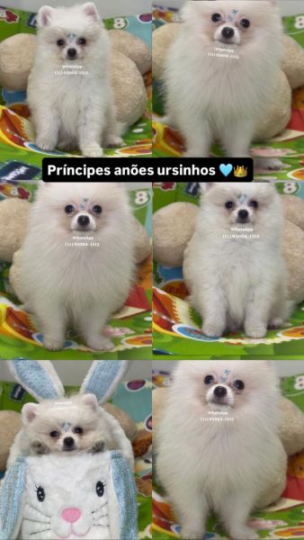 Lulu da Pomerania an�o spitz alem�o