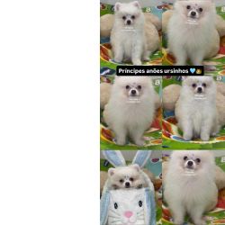 Spitz Alem�o Lulu da Pomerania an�o spitz alem�o S�o Paulo Osasco