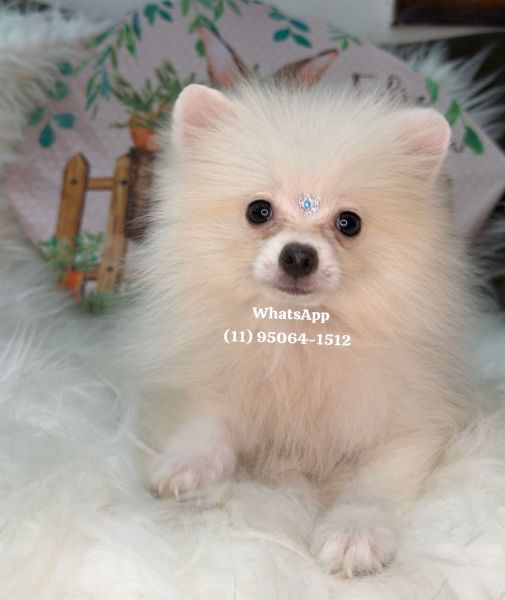 Lulu da Pomerania an�o spitz alem�o