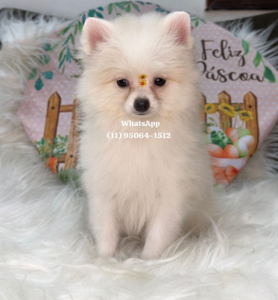 Lulu da Pomerania an�o spitz alem�o