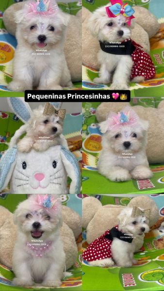 Malt�s f�mea branqu�ssima