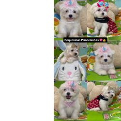 Malt�s Malt�s f�mea branqu�ssima S�o Paulo Osasco