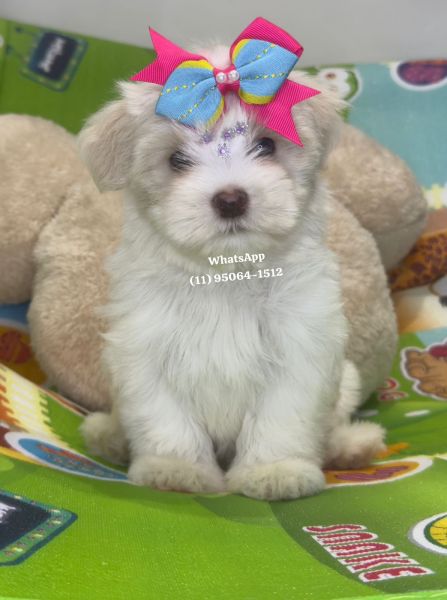 Malt�s f�mea branqu�ssima