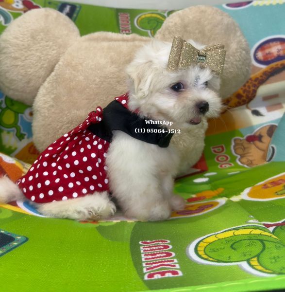 Malt�s f�mea branqu�ssima