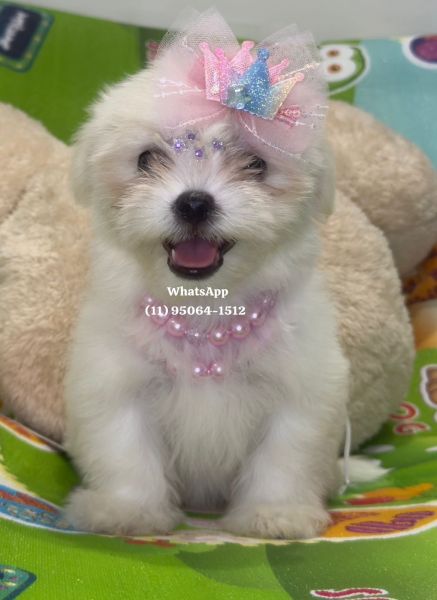 Malt�s f�mea branqu�ssima