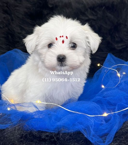 Maltês macho branquíssimo