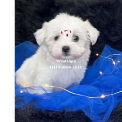 Malt�s Malt�s macho branqu�ssimo S�o Paulo Osasco