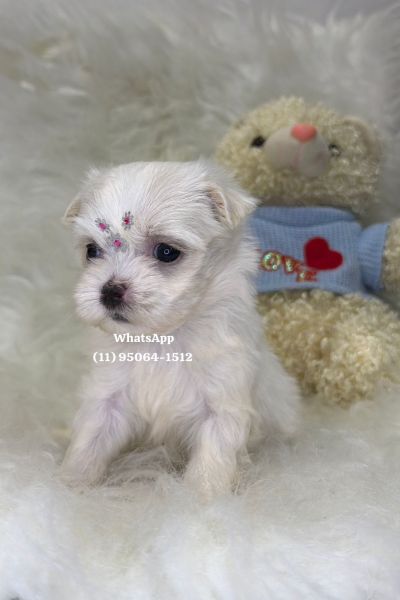Maltês macho branquíssimo