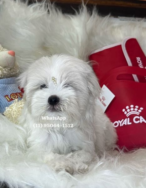 Maltês macho branquíssimo