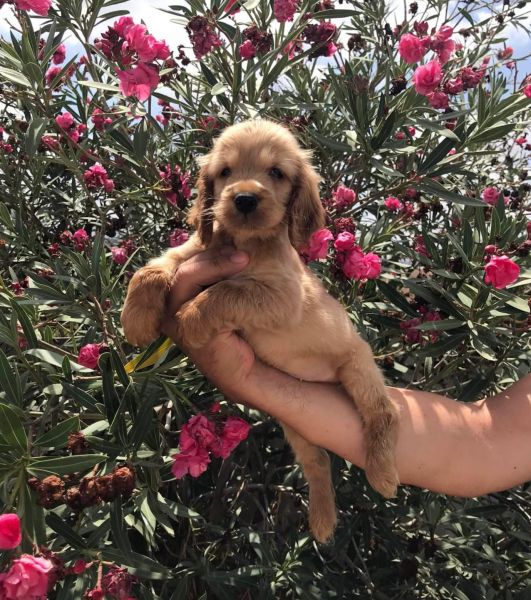 Cocker spaniel ingl�s