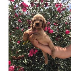 Cocker Spaniel Ingl�s Cocker spaniel ingl�s