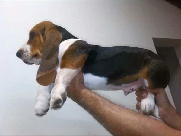 BASSET HOUND LINDOS FILHOTES