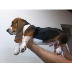 Basset Hound BASSET HOUND LINDOS FILHOTES S�o Paulo S�o Paulo