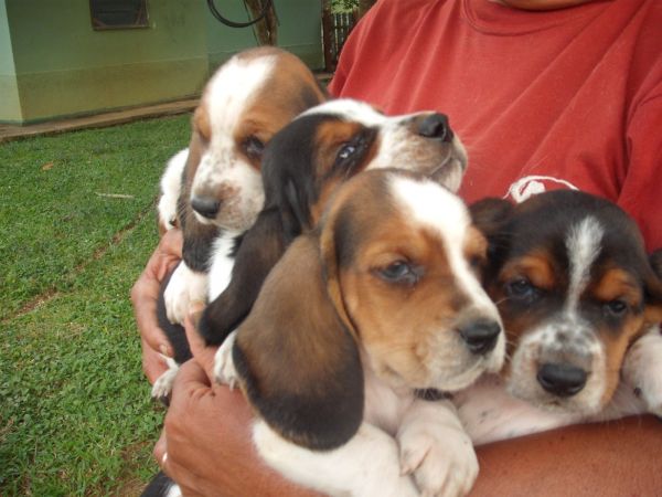 BASSET HOUND LINDOS FILHOTES