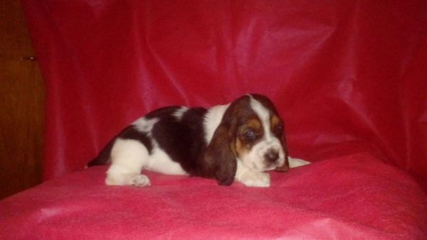 BASSET HOUND LINDOS FILHOTES
