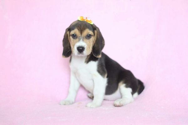 BEAGLE LINDOS FILHOTES