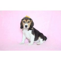 Beagle BEAGLE LINDOS FILHOTES S�o Paulo S�o Paulo