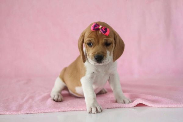 BEAGLE LINDOS FILHOTES
