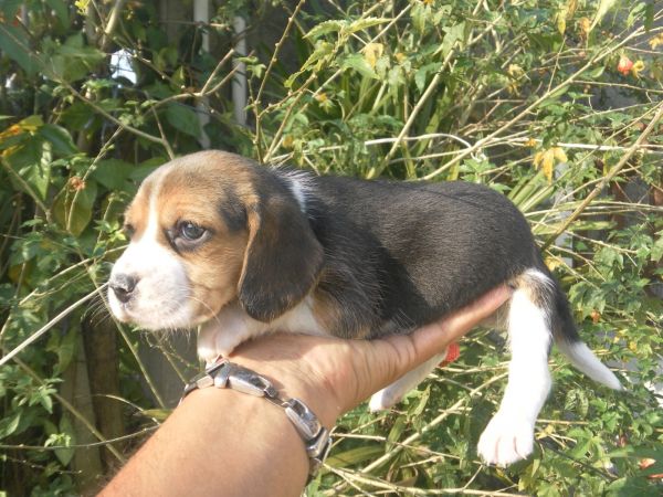 BEAGLE LINDOS FILHOTES