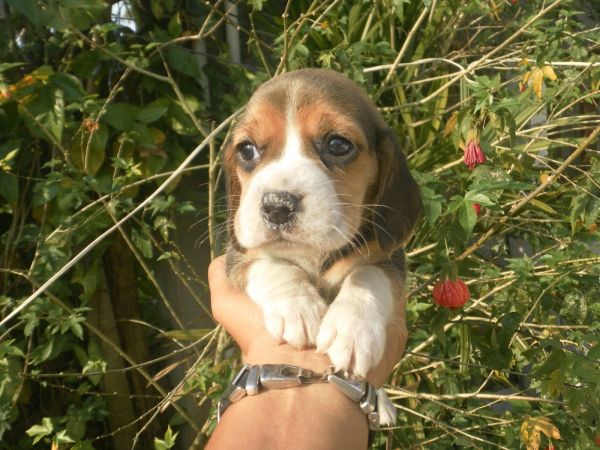 BEAGLE LINDOS FILHOTES