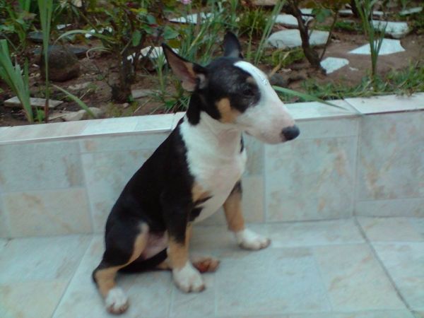 BULL TERRIER LINDOS FILHOTES
