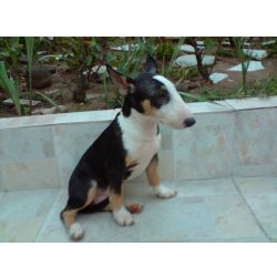Bull Terrier BULL TERRIER LINDOS FILHOTES S�o Paulo S�o Paulo