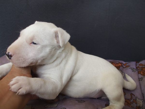 BULL TERRIER LINDOS FILHOTES