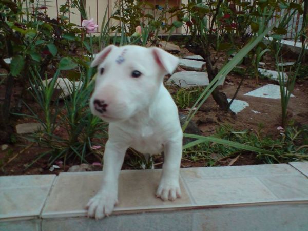 BULL TERRIER LINDOS FILHOTES
