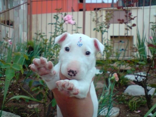 BULL TERRIER LINDOS FILHOTES