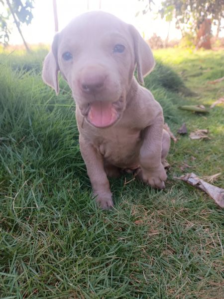 LINDOS FILHOTES DE WEIMARANER