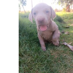 Weimaraner LINDOS FILHOTES DE WEIMARANER S�o Paulo S�o Paulo